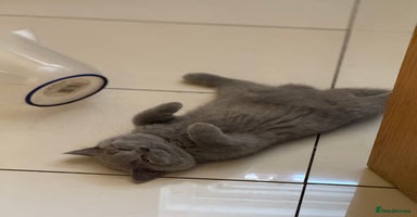 British Shorthair cats - Advert 6