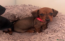 Miniature Dachshund dogs for sale: Red/blac&tan mini dachshunds  - Image 9