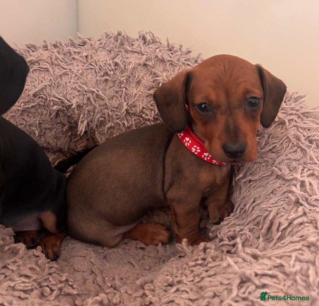 Miniature Dachshund dogs for sale: Red/blac&tan mini dachshunds  - Image 9