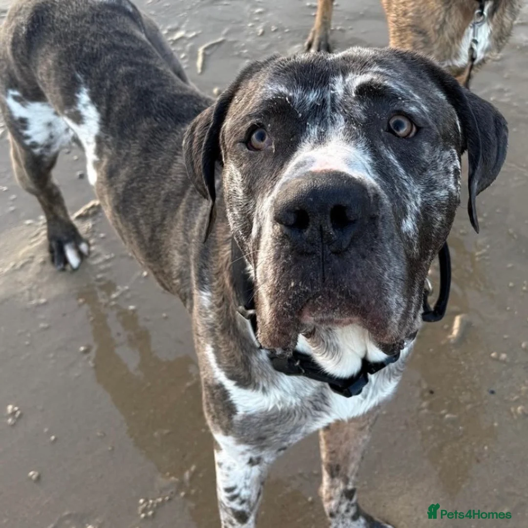 Mixed Breed dogs for adoption: Blue (Cane Corso mix) - Advert 2