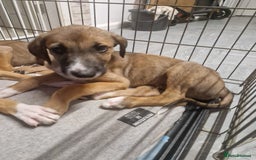 Mixed Breed dogs for sale: Lurcher puppies  - Image 5