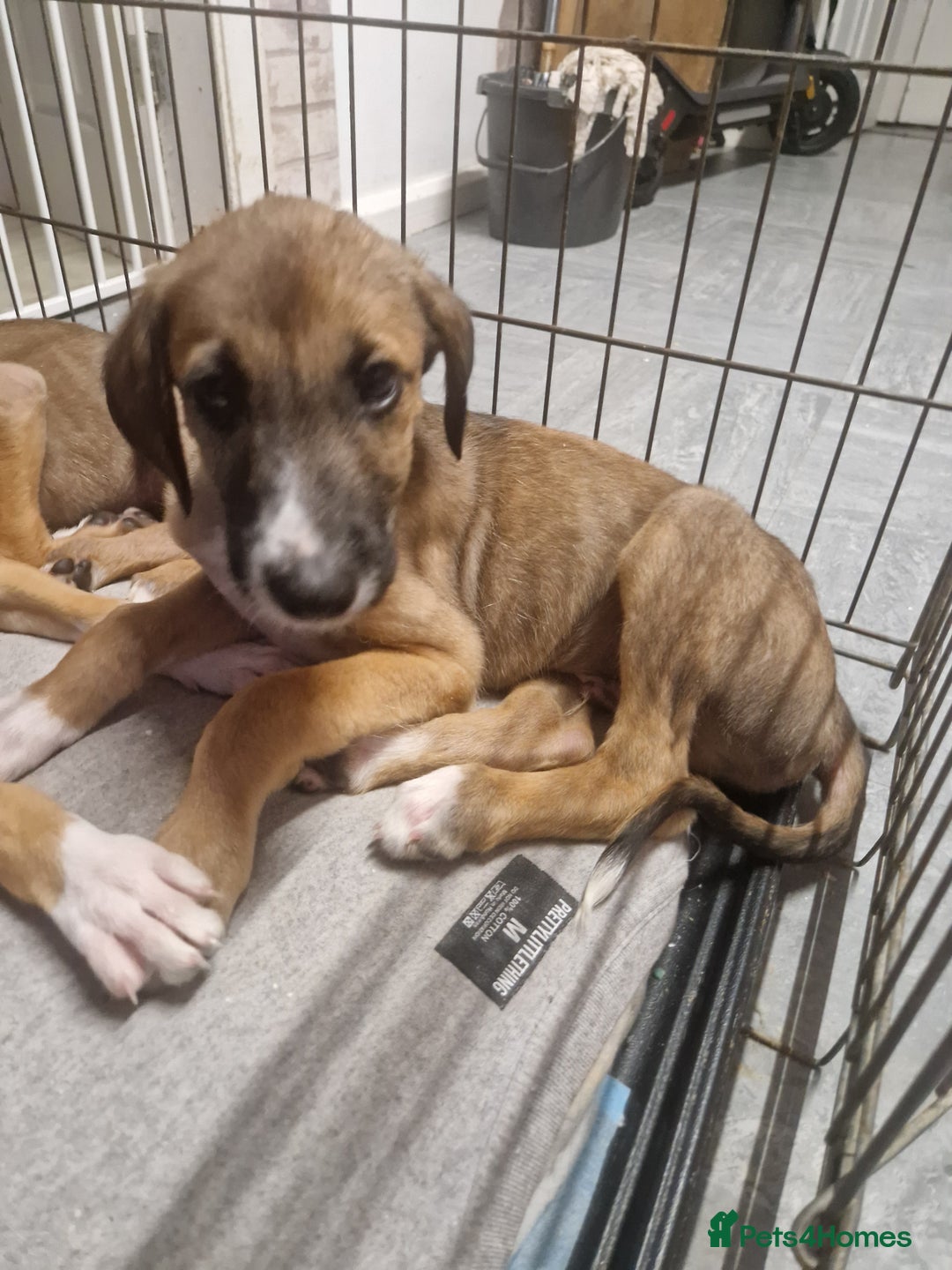 Mixed Breed dogs for sale: Lurcher puppies  - Image 5