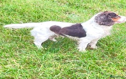 Cocker Spaniel dogs for sale: Cocker Spaniel - Advert 1