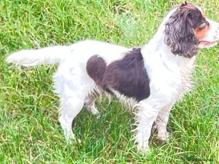 Cocker Spaniel dogs Cocker Spaniel - Advert 3