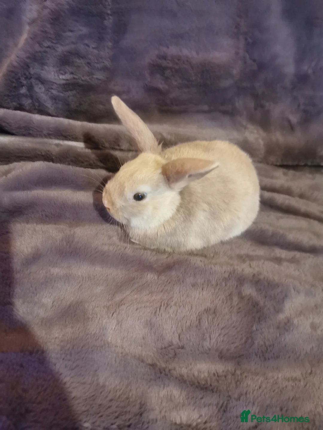 Mini Lop rabbits for sale: Beautiful Mini lop baby Rabbits  - Advert 9