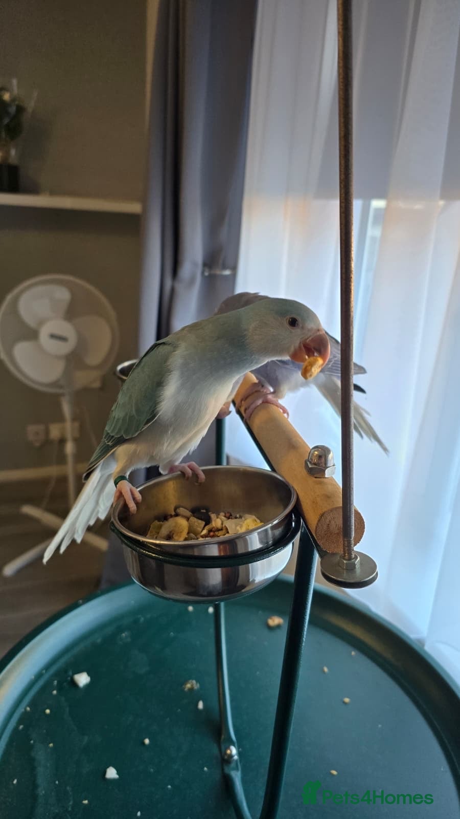 Ringnecks birds  Ringneck Babies Violet & Blue Cleartail - Advert 5