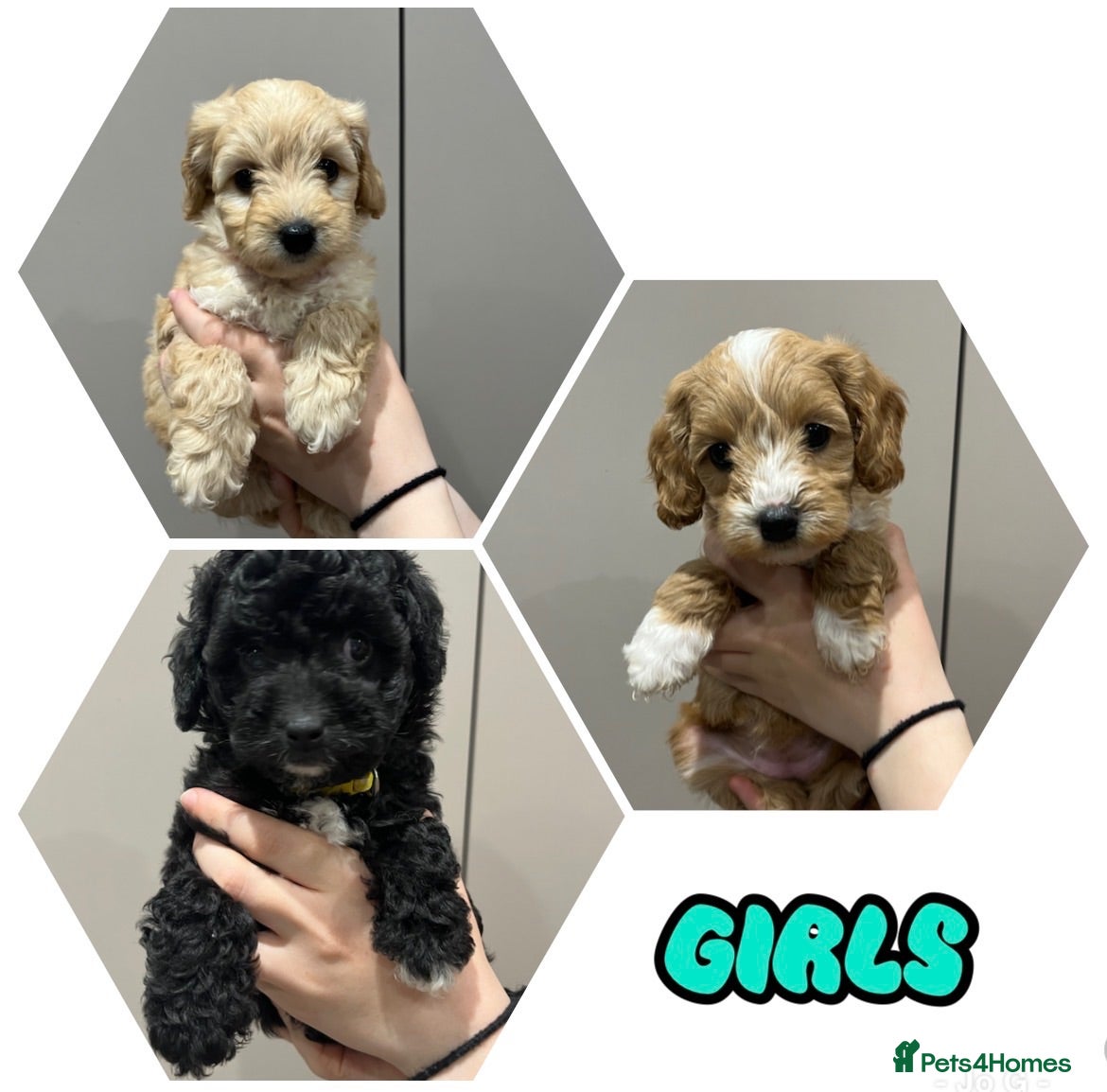 Cavapoochon dogs Cavapoochon puppies - Advert 1