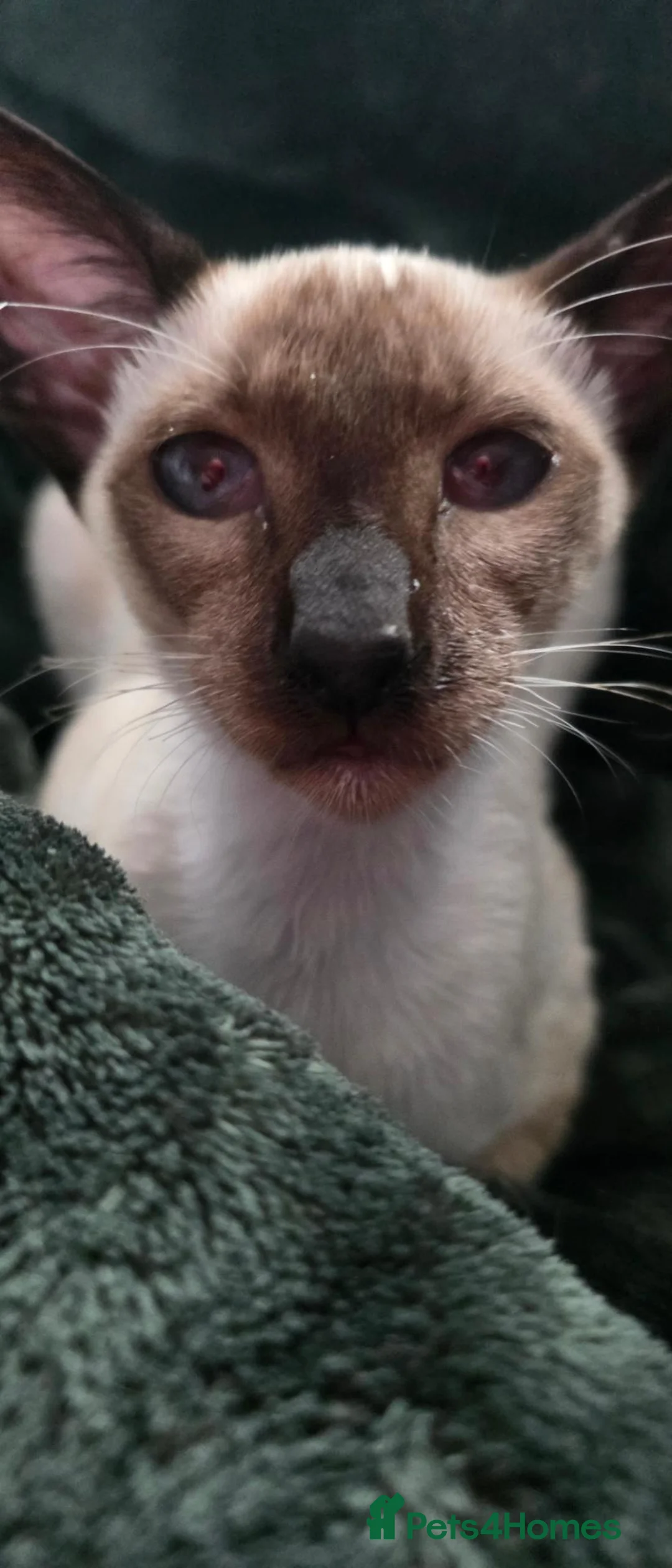 Siamese cats for sale: Male siamese  - Advert 3