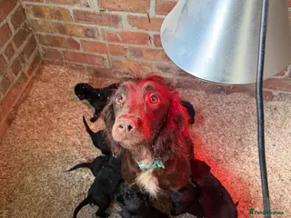 Cockerdor dogs Gorgeous Cockerdor puppies - Advert 6