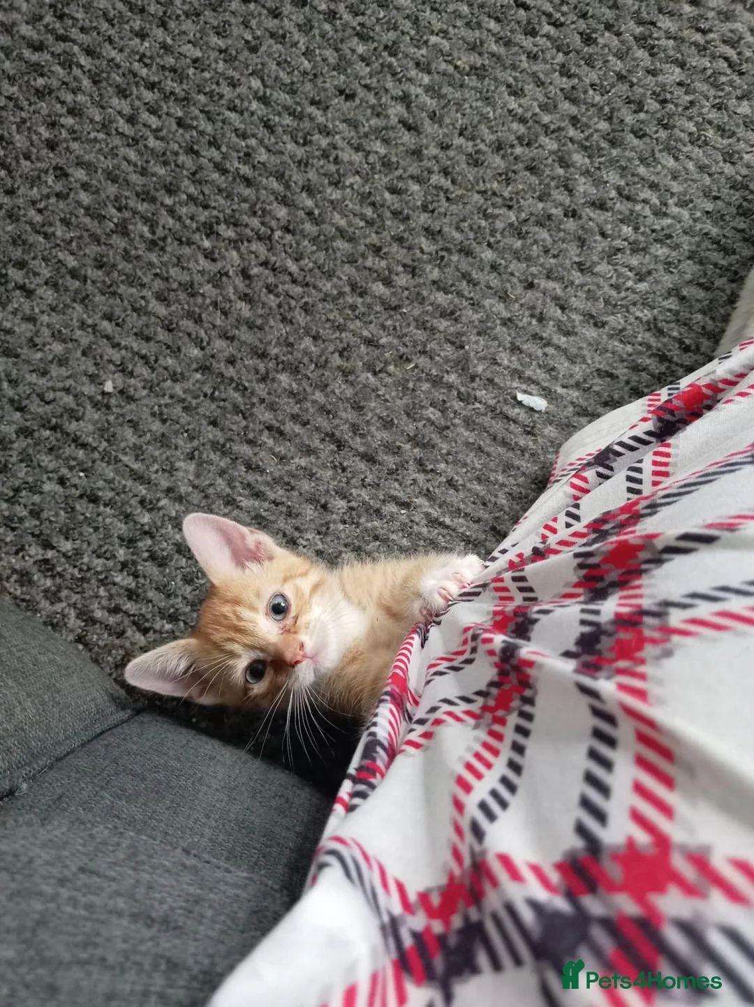 Mixed Breed cats for sale: Adorable kittens ready for forever/loving home - Advert 18
