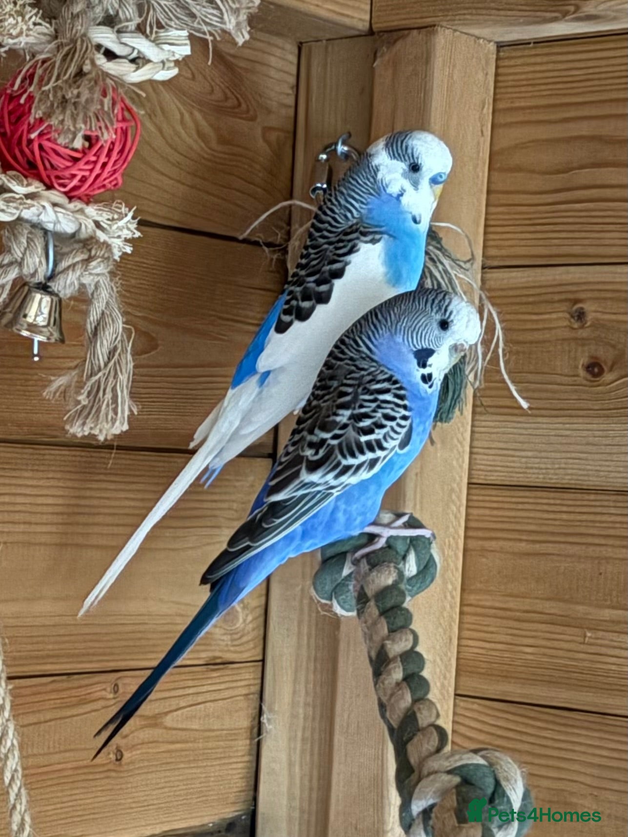 Budgerigars birds Breeding pair of budgies  - Advert 1