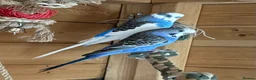 Budgerigars birds for sale: Breeding pair of budgies  - Advert 1