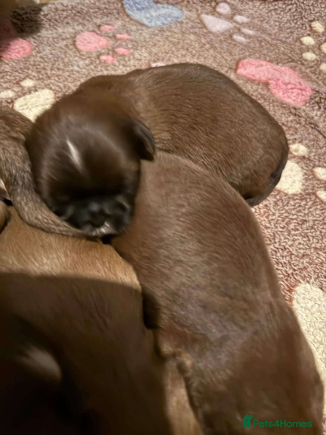 Shih Tzu dogs for sale: Chocolate Shihtzu puppies  - Advert 6