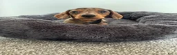 Miniature Dachshund dogs for sale: Miniature dachshund  - Advert 12
