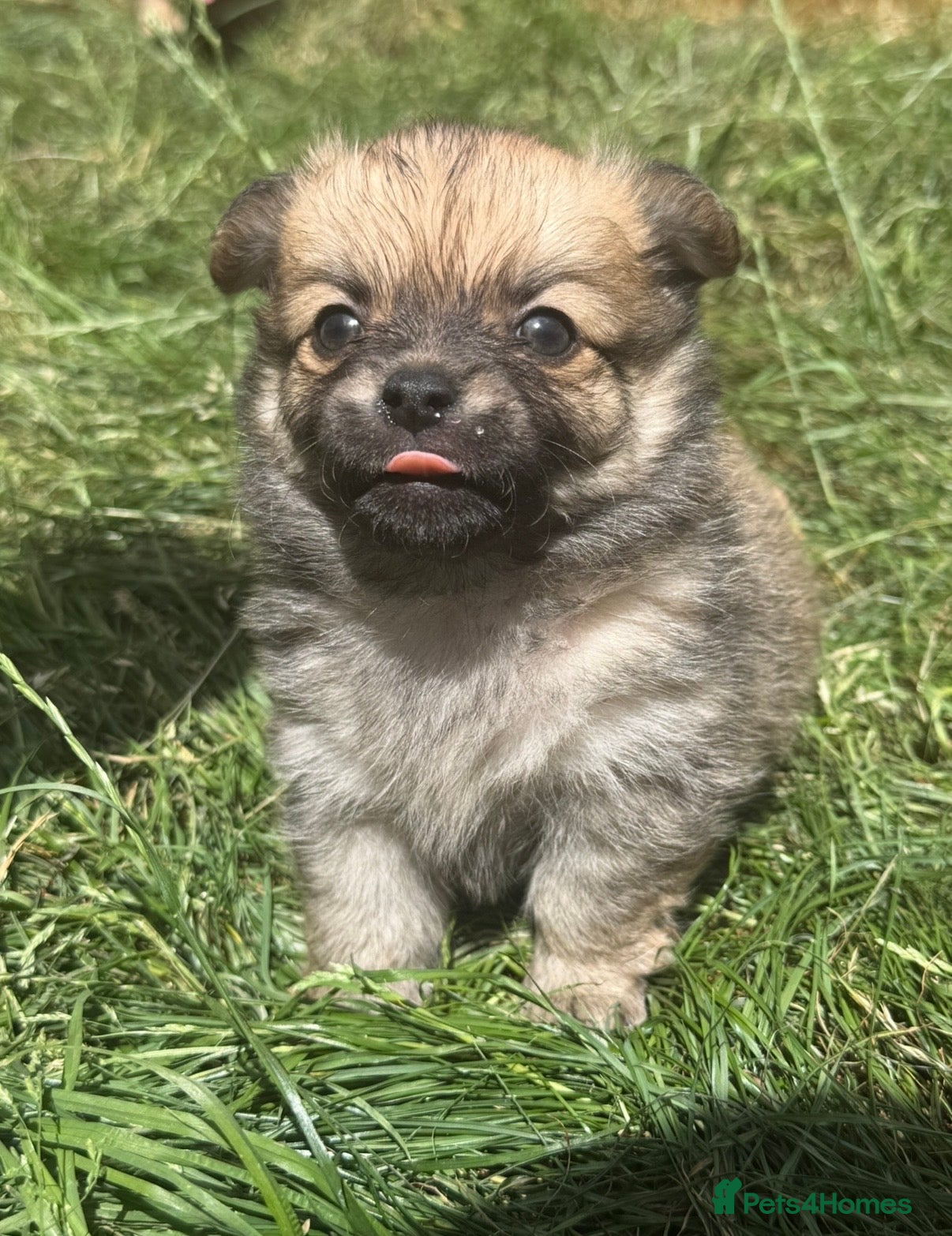 Pomchi dogs Last 3boys family raised Pomchi puppies 💗 - Advert 21