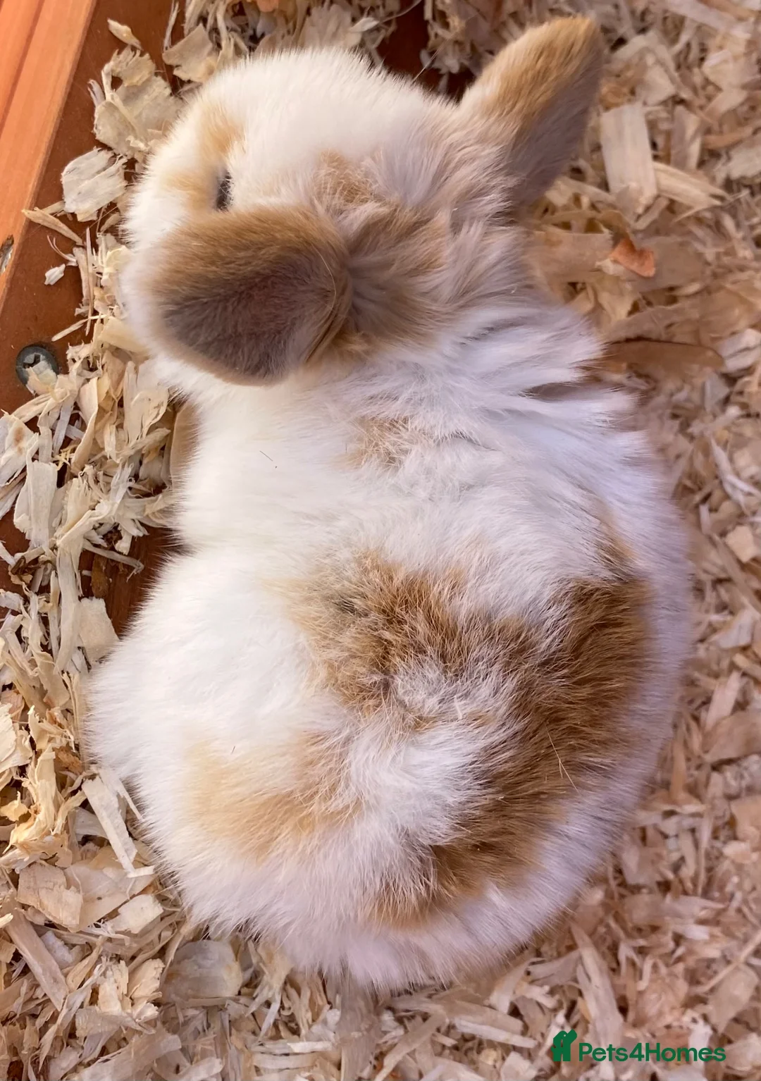 Mini Lop rabbits for sale: STUNNING PURE BREED MINI LOPS  - Advert 2