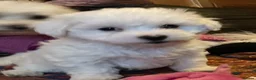 Malshi dogs for sale: Malshi Pups - Advert 6