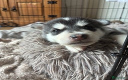 Utonagan dogs for sale: Siberian husky x alusky (malamute x husky) - Image 7