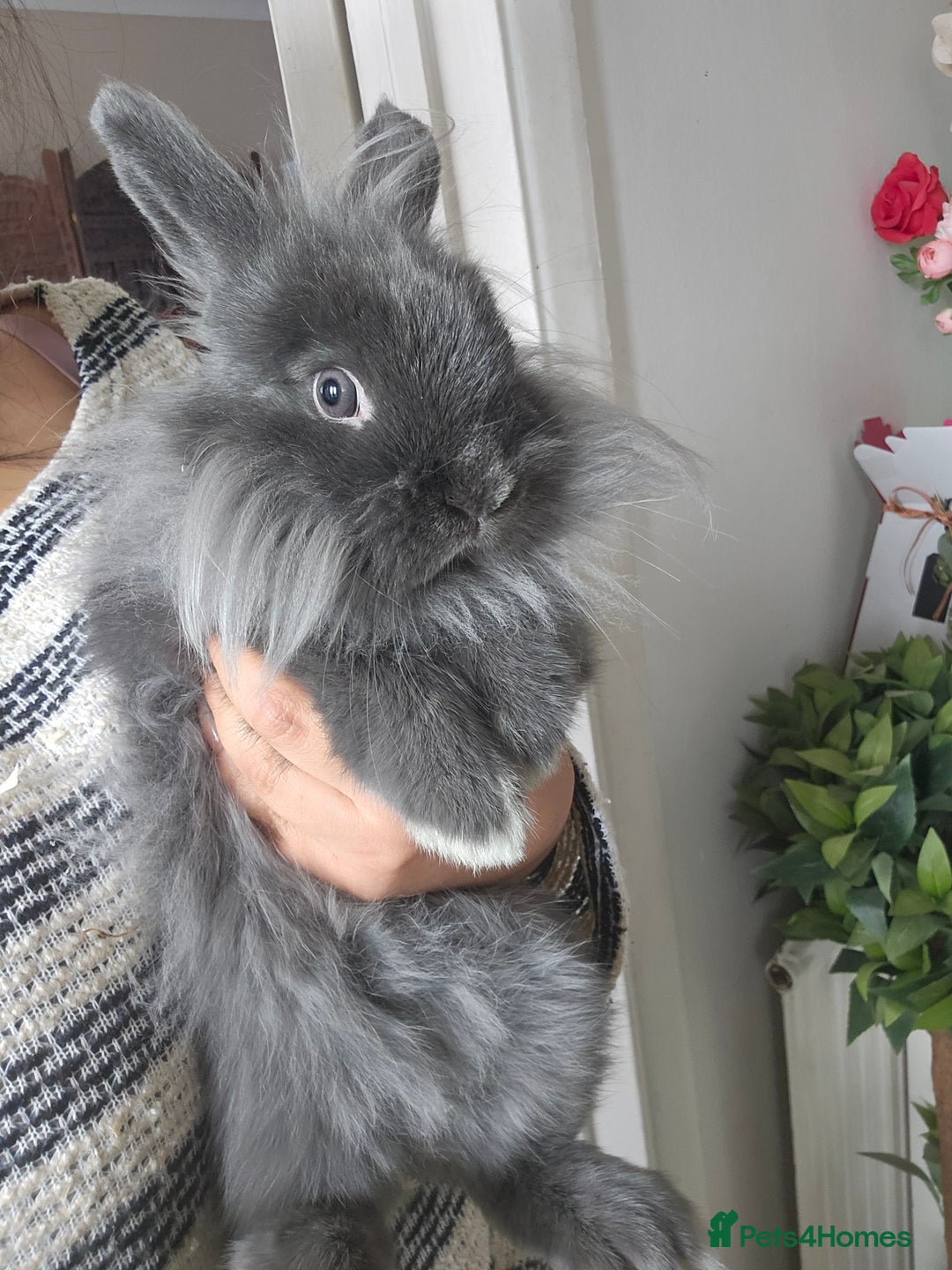 Lionhead rabbits for sale: Beautiful Blue Lion Head Boy - Advert 5