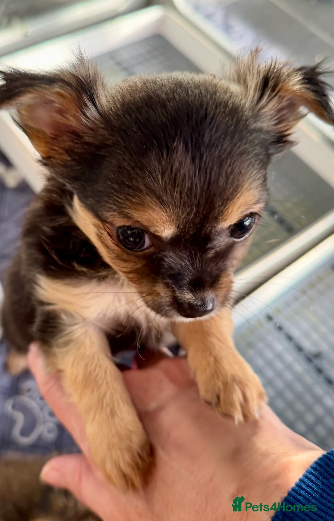 Chihuahua dogs for sale: Female, Stunning Black tri colour LC  - Advert 7