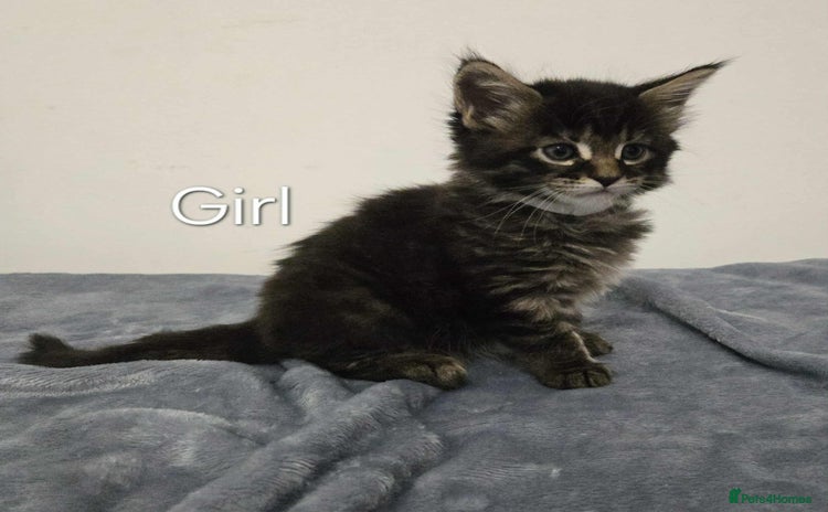 Maine Coon cats - Advert 1