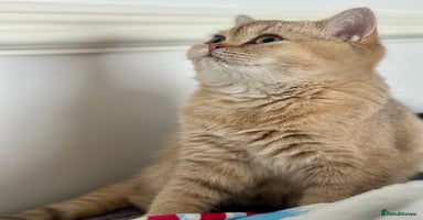 British Shorthair cats - Advert 16