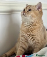 British Shorthair cats - Advert 16