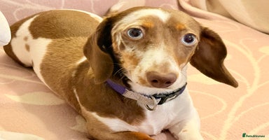 Miniature Dachshund dogs - Advert 3