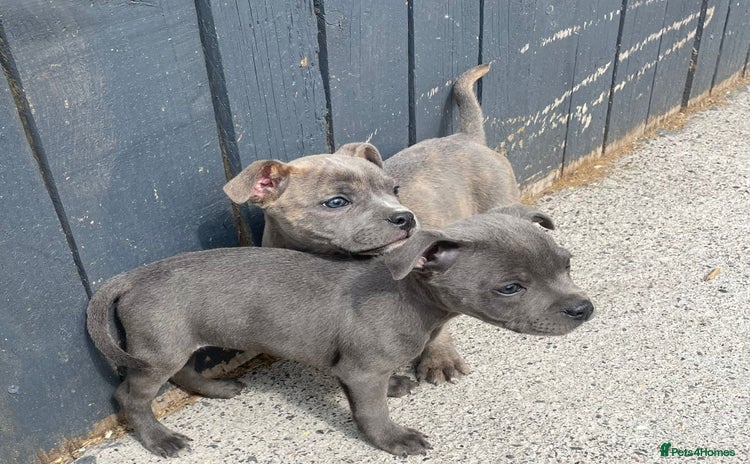 Staffordshire Bull Terrier dogs - Advert 1