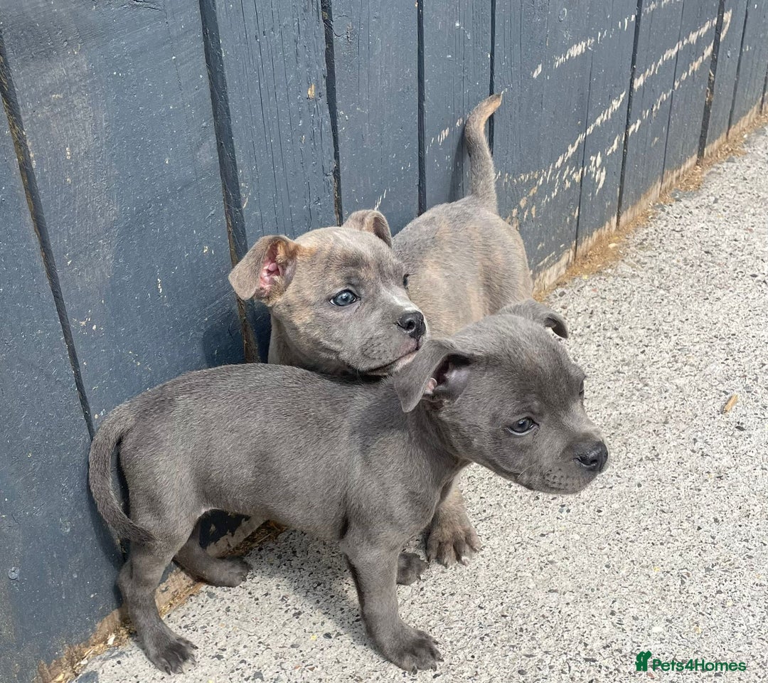Staffordshire Bull Terrier dogs for sale: Staffordshire Bull Terrier Pups KC REGISTERED  - Image 1