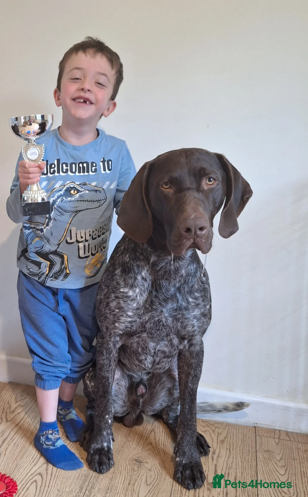 German Shorthaired Pointer dogs for stud: KC Registered German Short-haired Pointer for stud - Advert 3