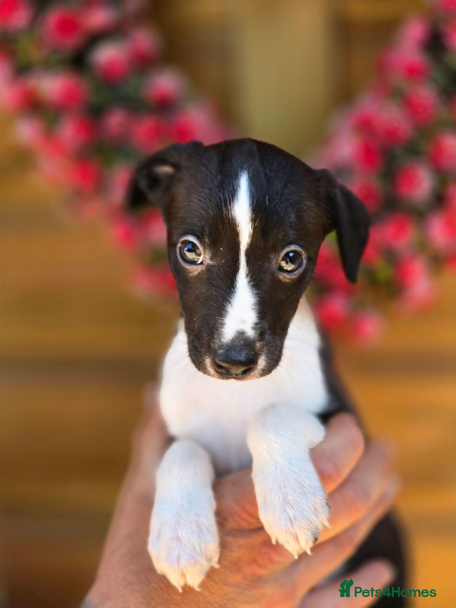 Whippet dogs Kc reg whippet litter. Black &white available  - Advert 4