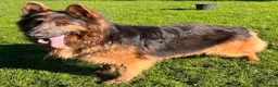 German Shepherd dogs for stud: stunning blue and tan German shepherd at stud in Doncaster - Advert 4