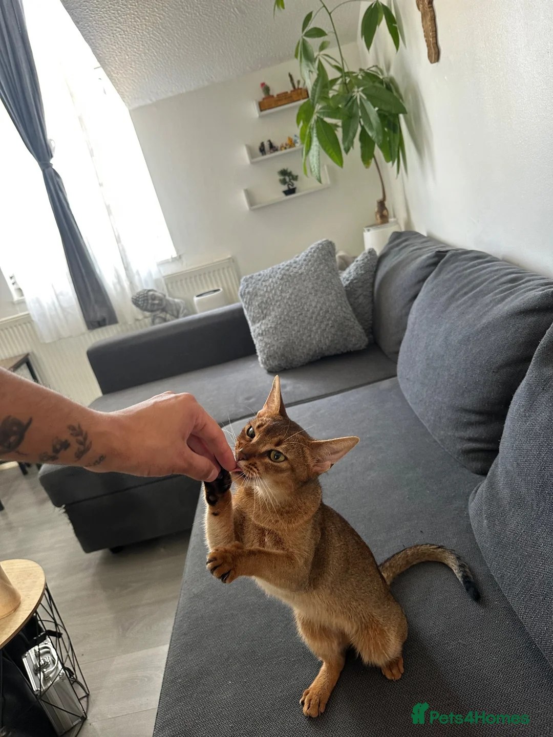 Abyssinian cats for sale: Queen 1 Year old in London - Advert 2