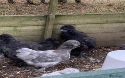 Chickens poultry for sale: Silkie Hens 14 weeks - Image 2