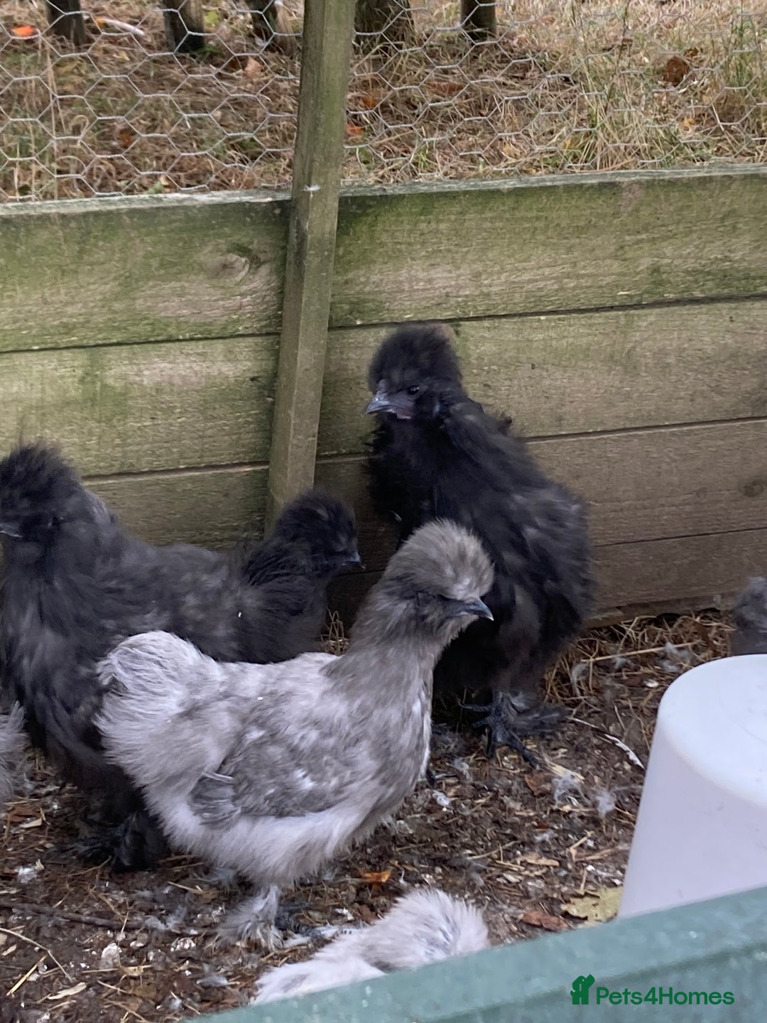 Chickens poultry for sale: Silkie Hens 14 weeks - Image 2