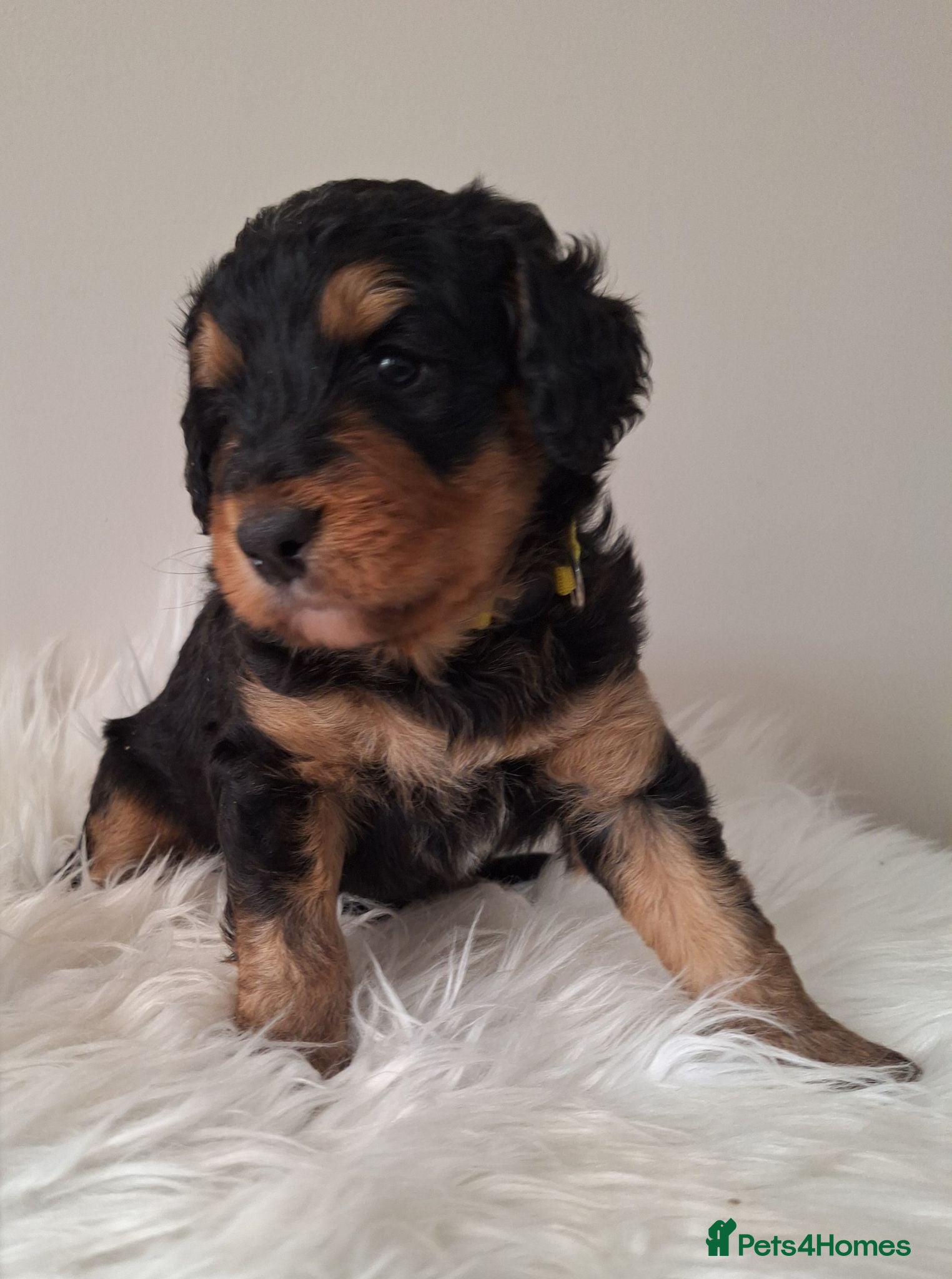 Bernedoodle dogs 🐾🐾 MIDI BERNEDOODLES 🐾🐾 - Advert 11