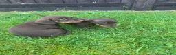 Miniature Dachshund dogs for sale: Miniature dachshunds in Wells - Advert 18