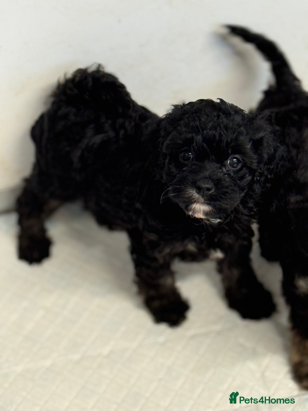 Cavapoo dogs for sale: Cavapoo puppies f1  - Advert 16