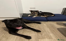 Mixed Breed dogs for stud: STAFFORDSHIRE BULL TERRIER MIX FOR STUD - Image 13