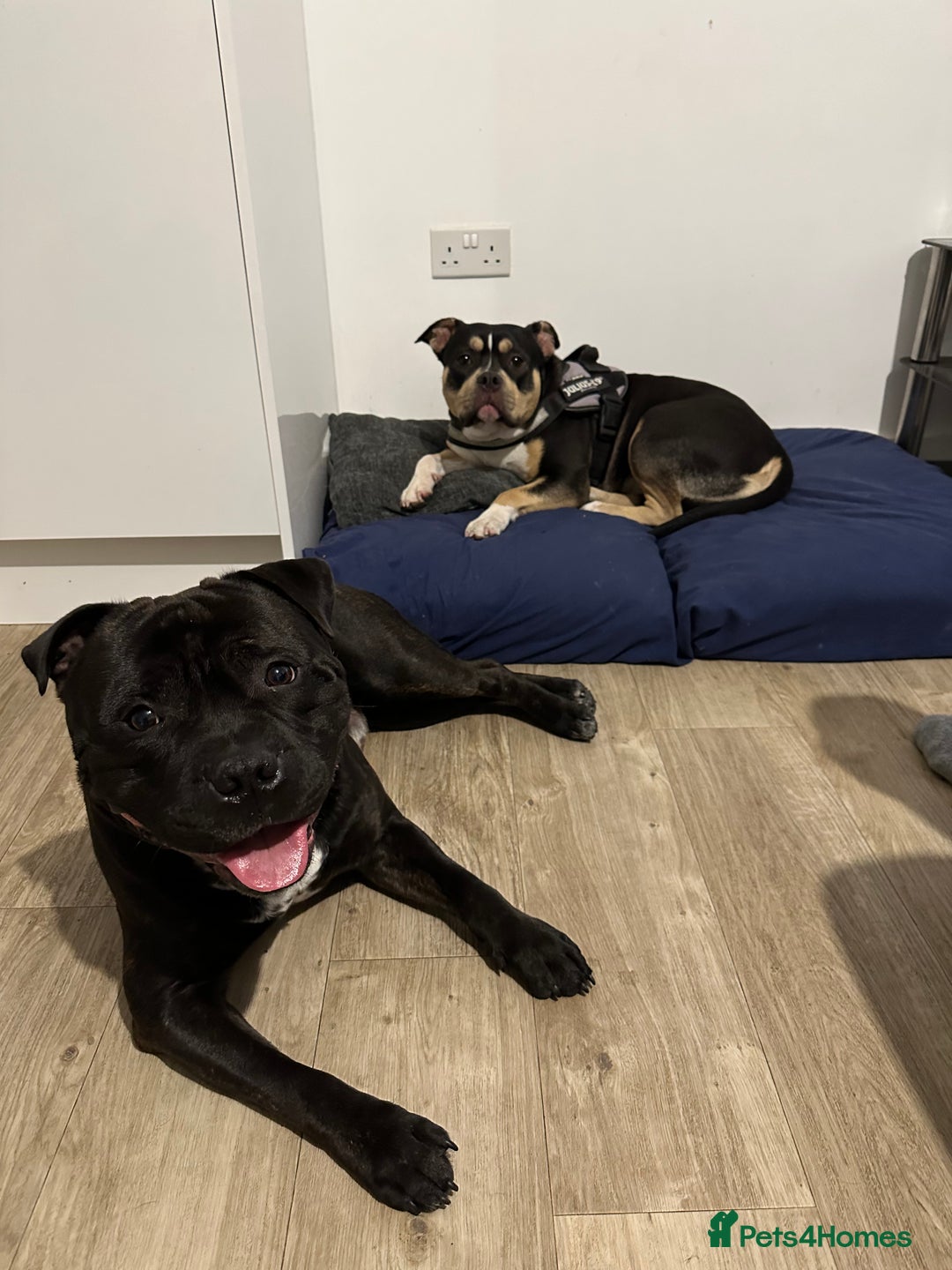 Mixed Breed dogs for stud: STAFFORDSHIRE BULL TERRIER MIX FOR STUD - Image 13