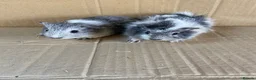 Guinea Pig rodents for sale: Baby Female Guinea Pigs  - Advert 2