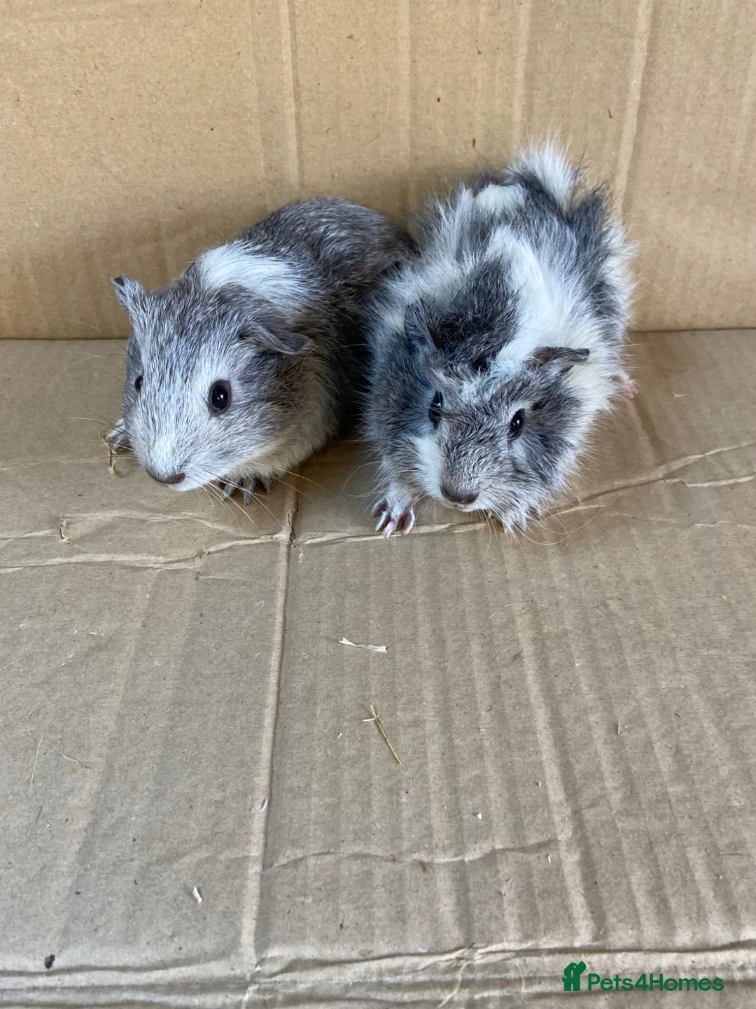 Guinea Pig rodents for sale: Baby Female Guinea Pigs  - Advert 2