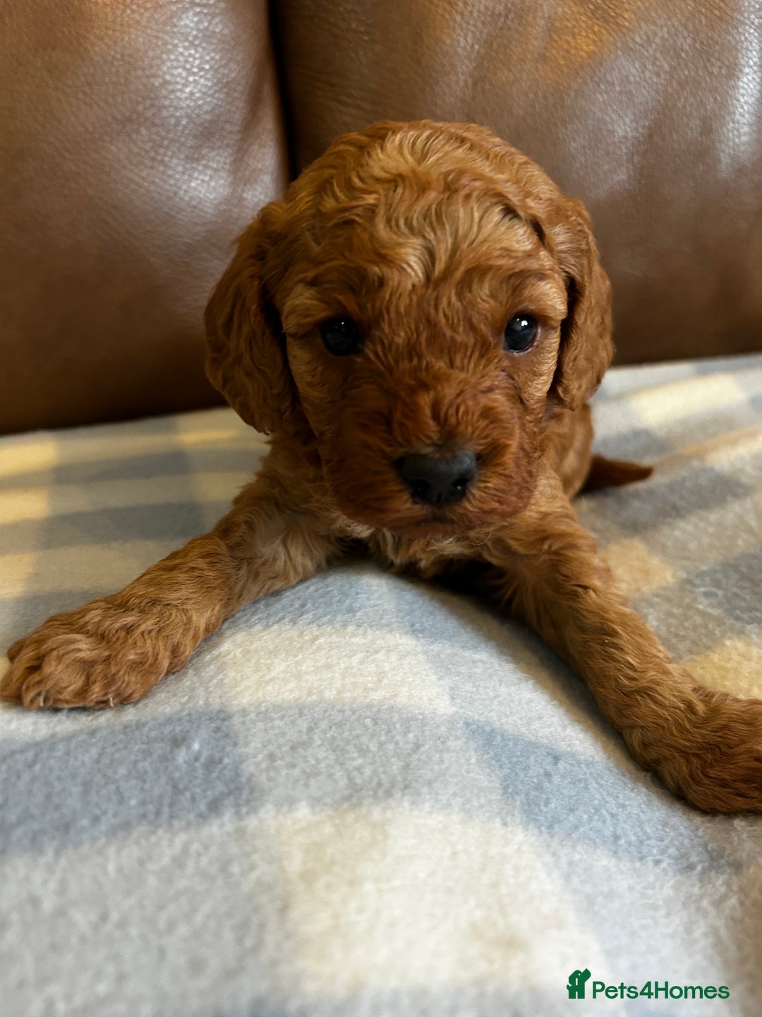 Cockapoo dogs for sale: Toy Cockapoo’s  - Advert 19