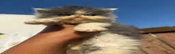 Persian cats for sale: Adorable Persian kittens  - Advert 4