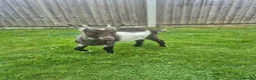 Goats livestock for sale: Baby Boy Pygmy Goat Castrated  - Advert 8