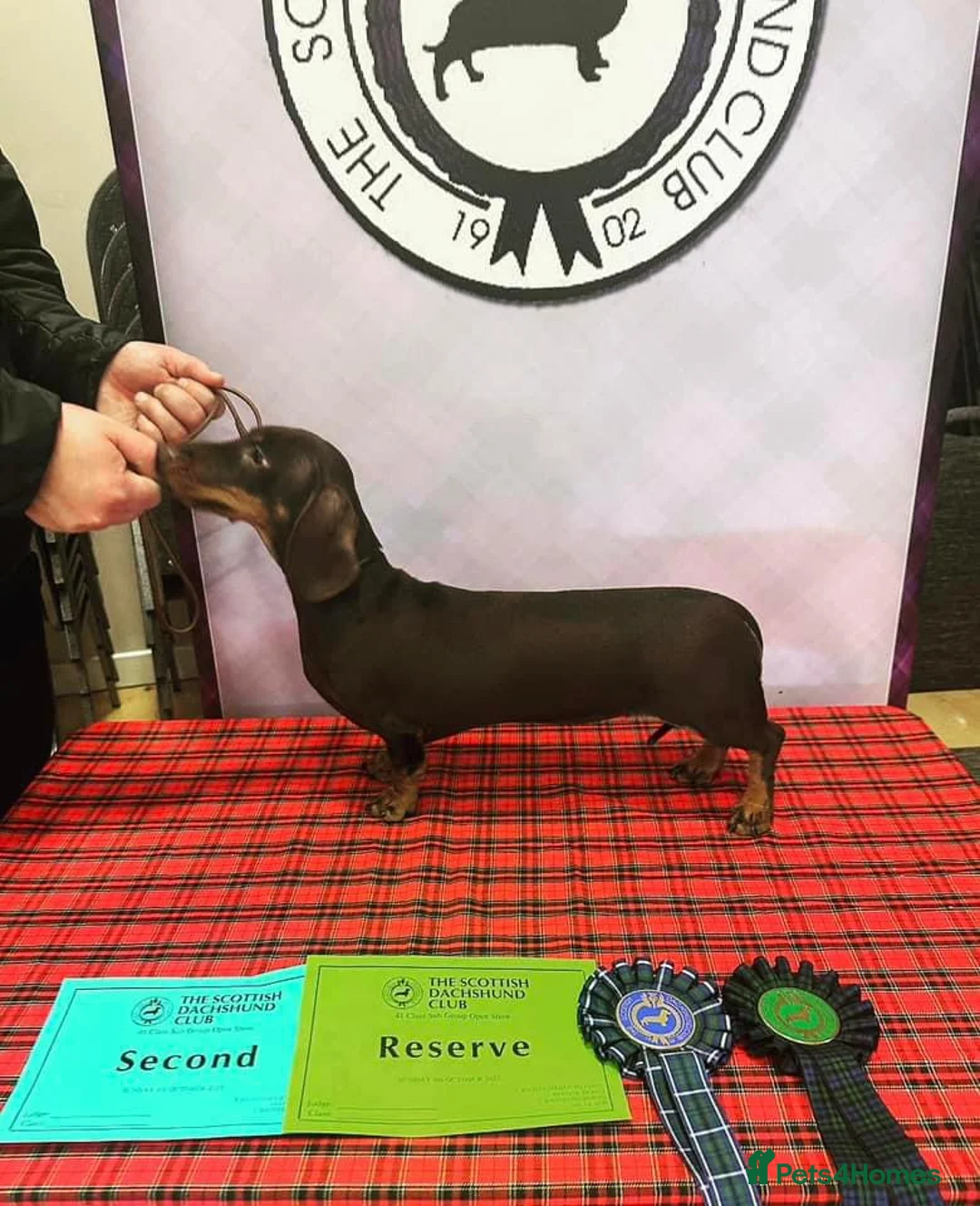 Miniature Dachshund dogs for stud: SLICE - Super Chocolate Dapple Miniature Stud in Dalry - Advert 19