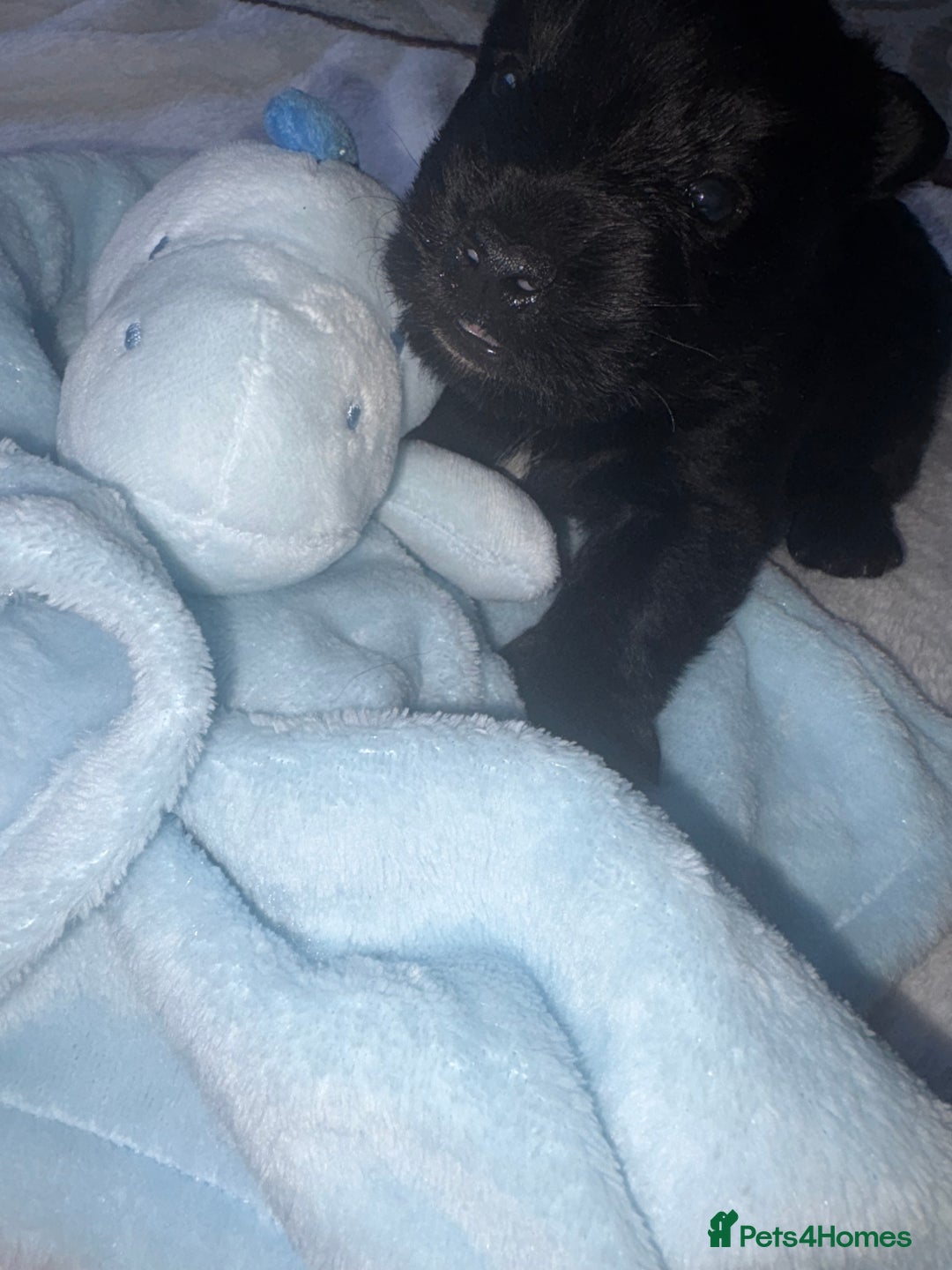 Scottish Terrier dogs for sale: Beautiful Scottish terrier puppy  - Advert 4