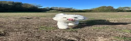 Bichon Frise dogs for sale: Champion Pedigree Bichon Frise Puppies in Maldon - Advert 6