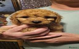 Cavapoo dogs for sale: Cavapoo Puppies - Advert 2